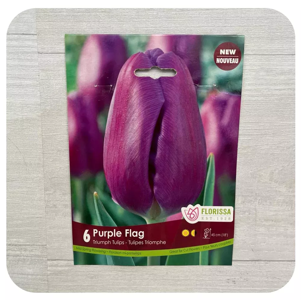 Tulip 'Purple Flag'