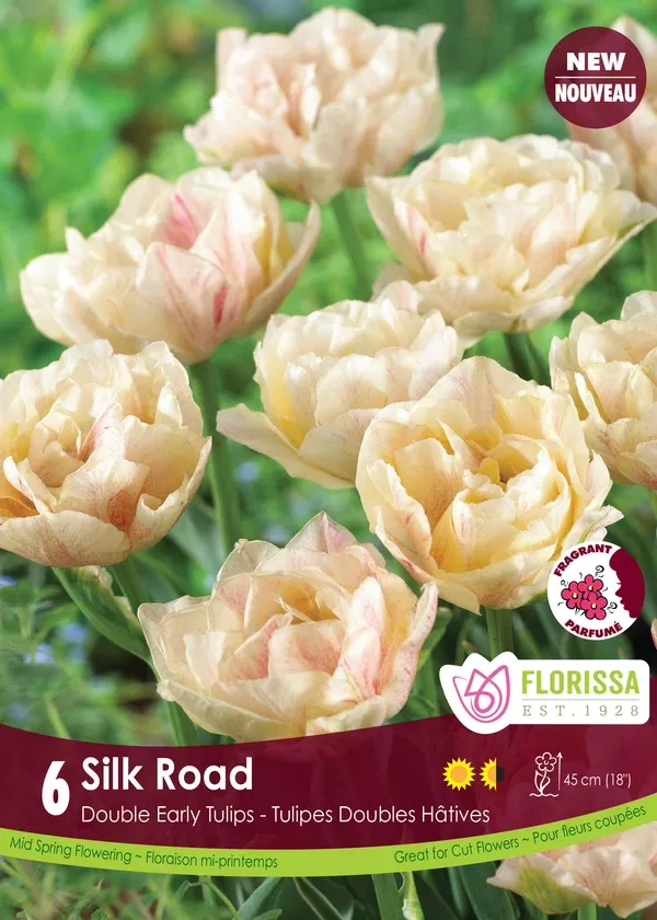 Tulip 'Silk Road'