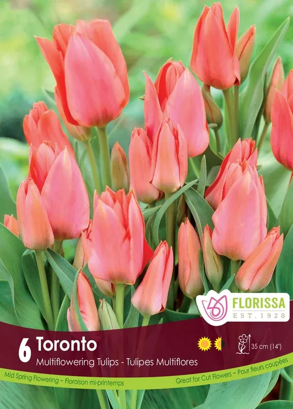 Tulip 'Toronto'