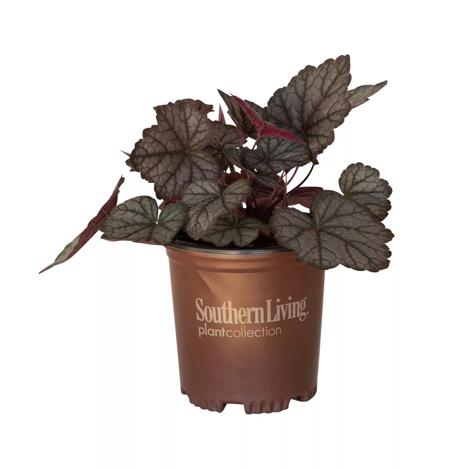 'Twilight' Heucherella
