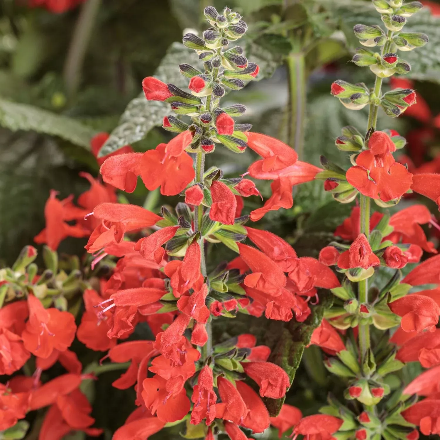 Unplugged Red Salvia