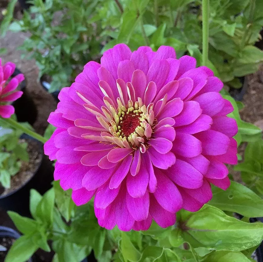 Uproar Rose Zinnia