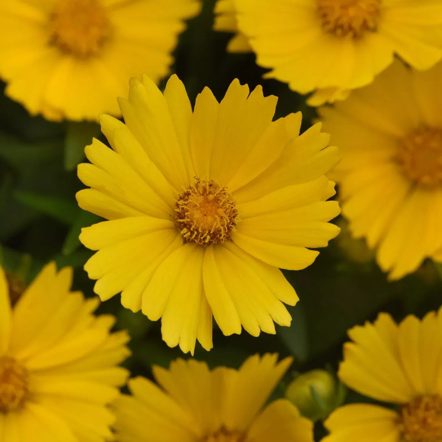 Uptick™ Gold Tickseed (Coreopsis)