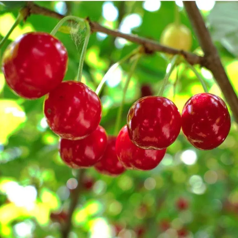 Van Cherry Tree