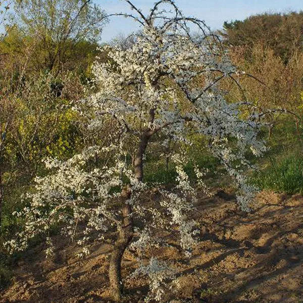 Vanilla Twist Weeping Redbud