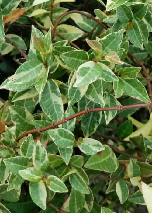 Variegated Asiatic Jasmine