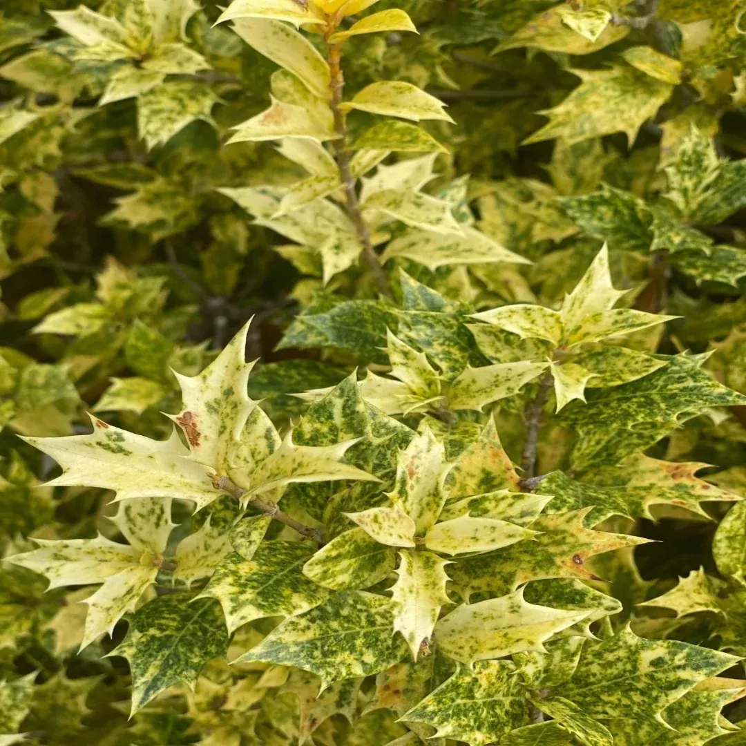 Variegated False Holly