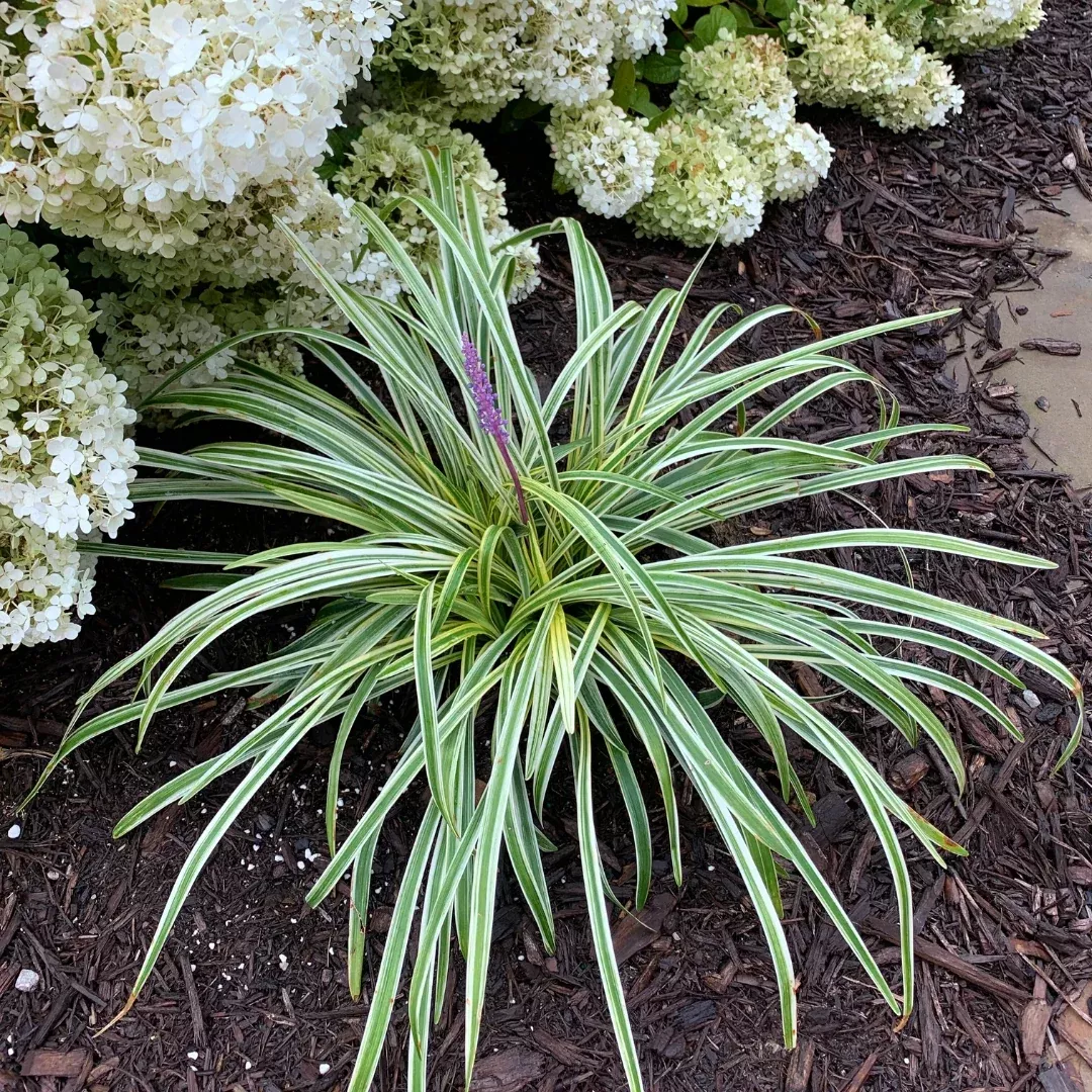 Variegated Liriope