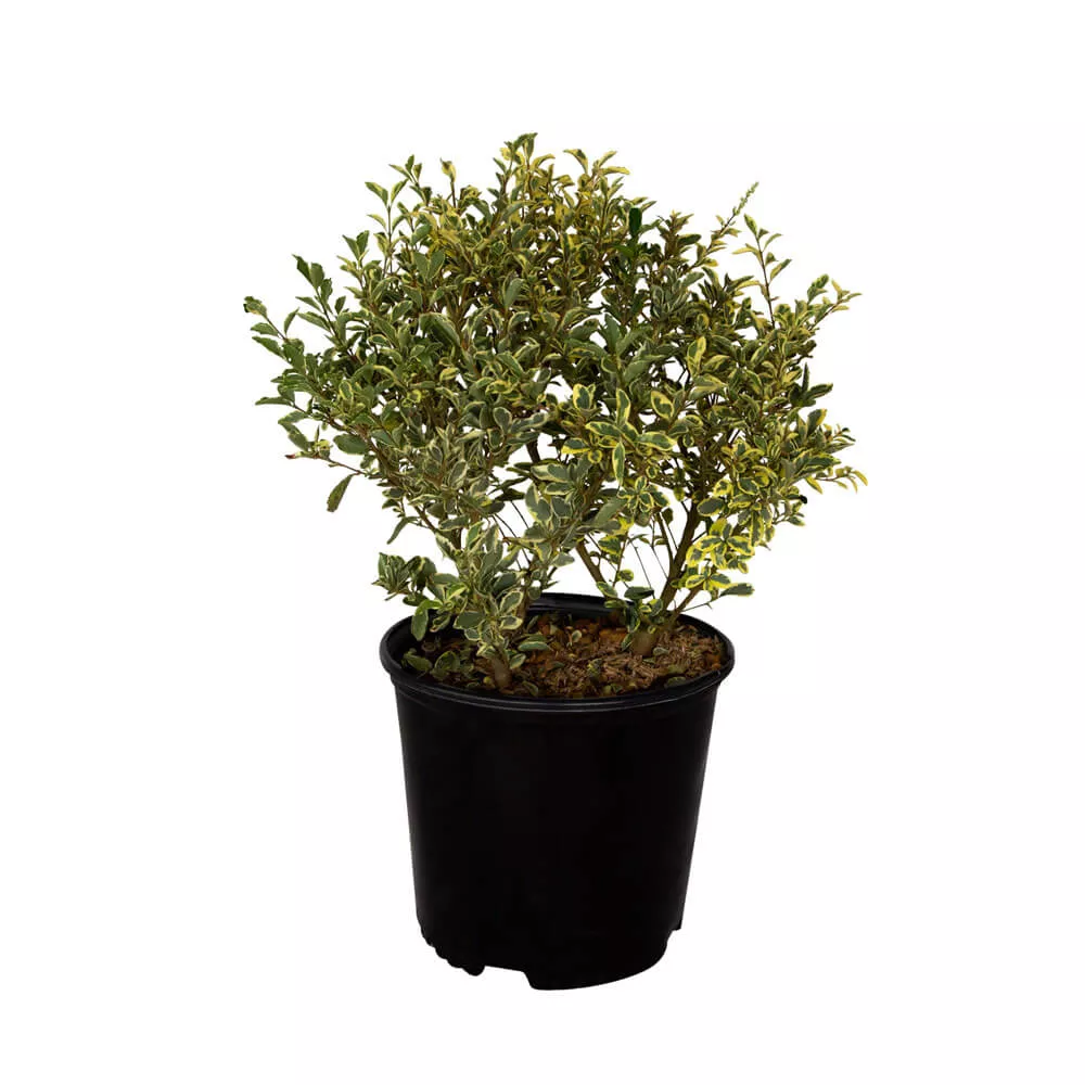 Variegated Privet
