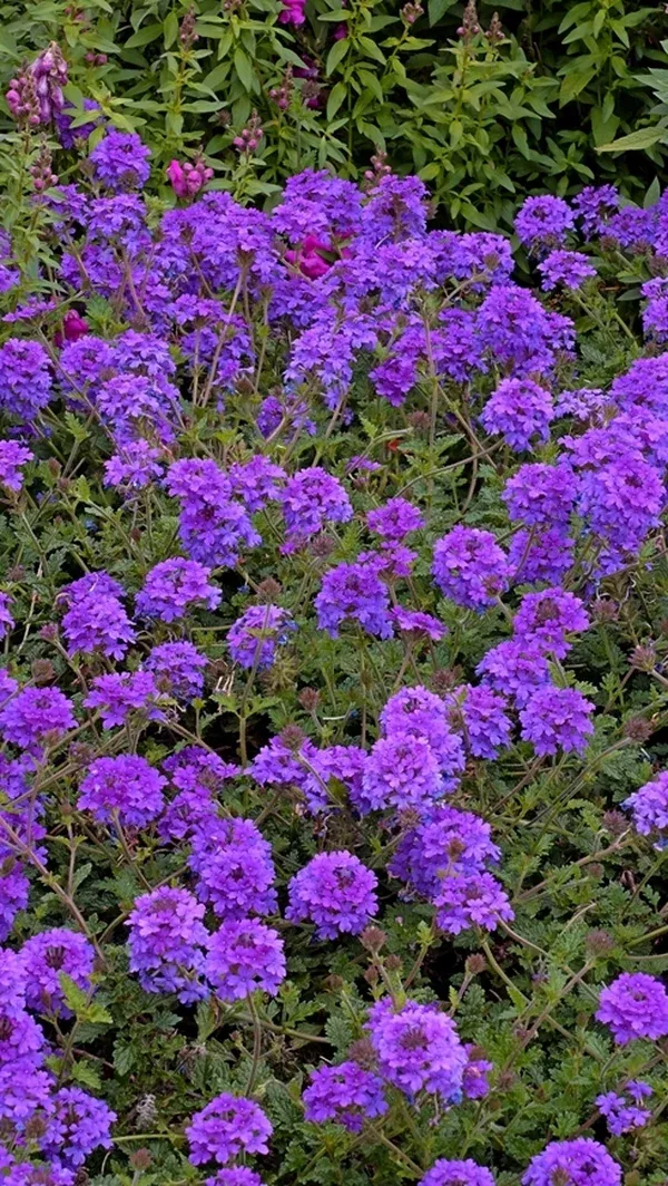 Verbena Homestead Purple