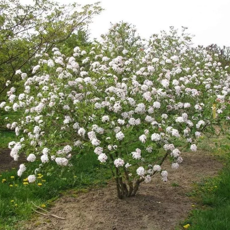 Viburnum Mohawk