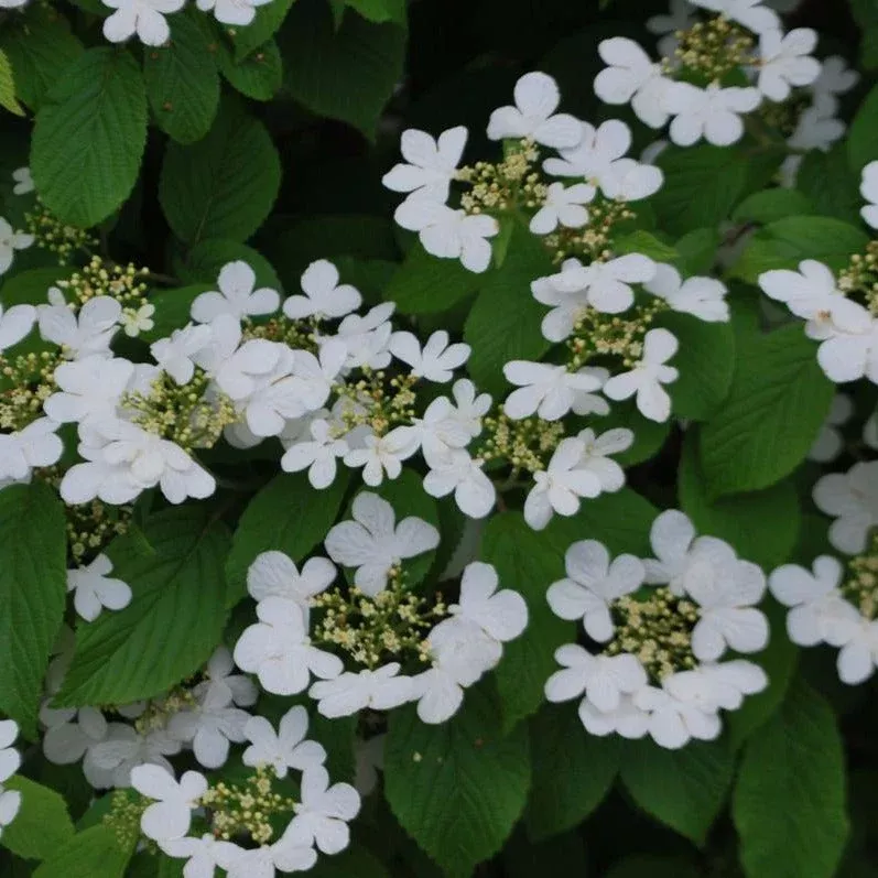Viburnum Summer Snowflake