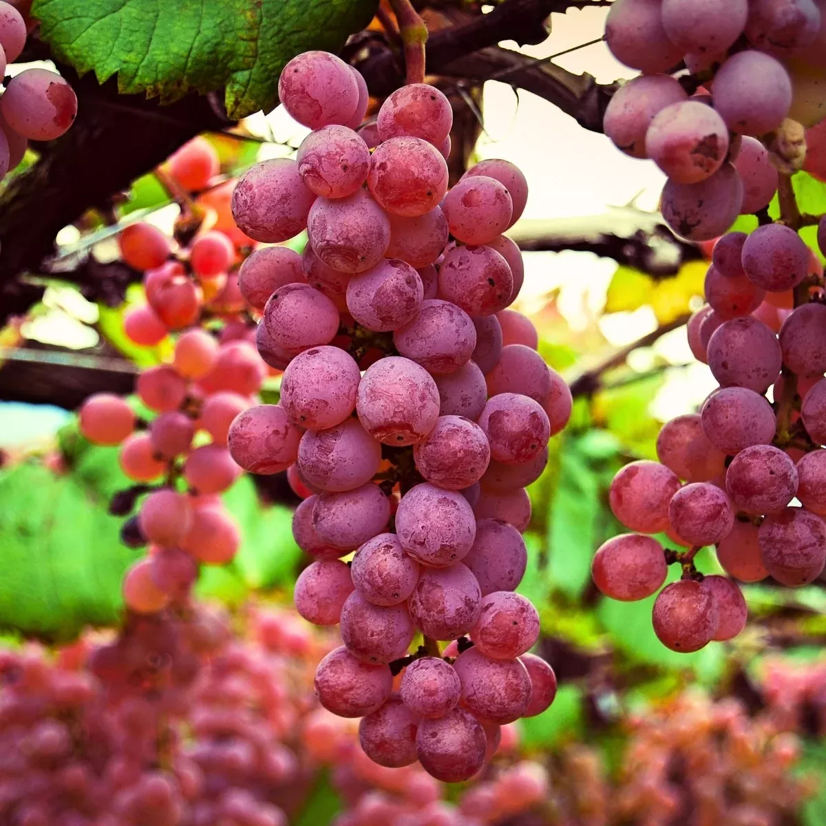 Victoria Red Grape Vine