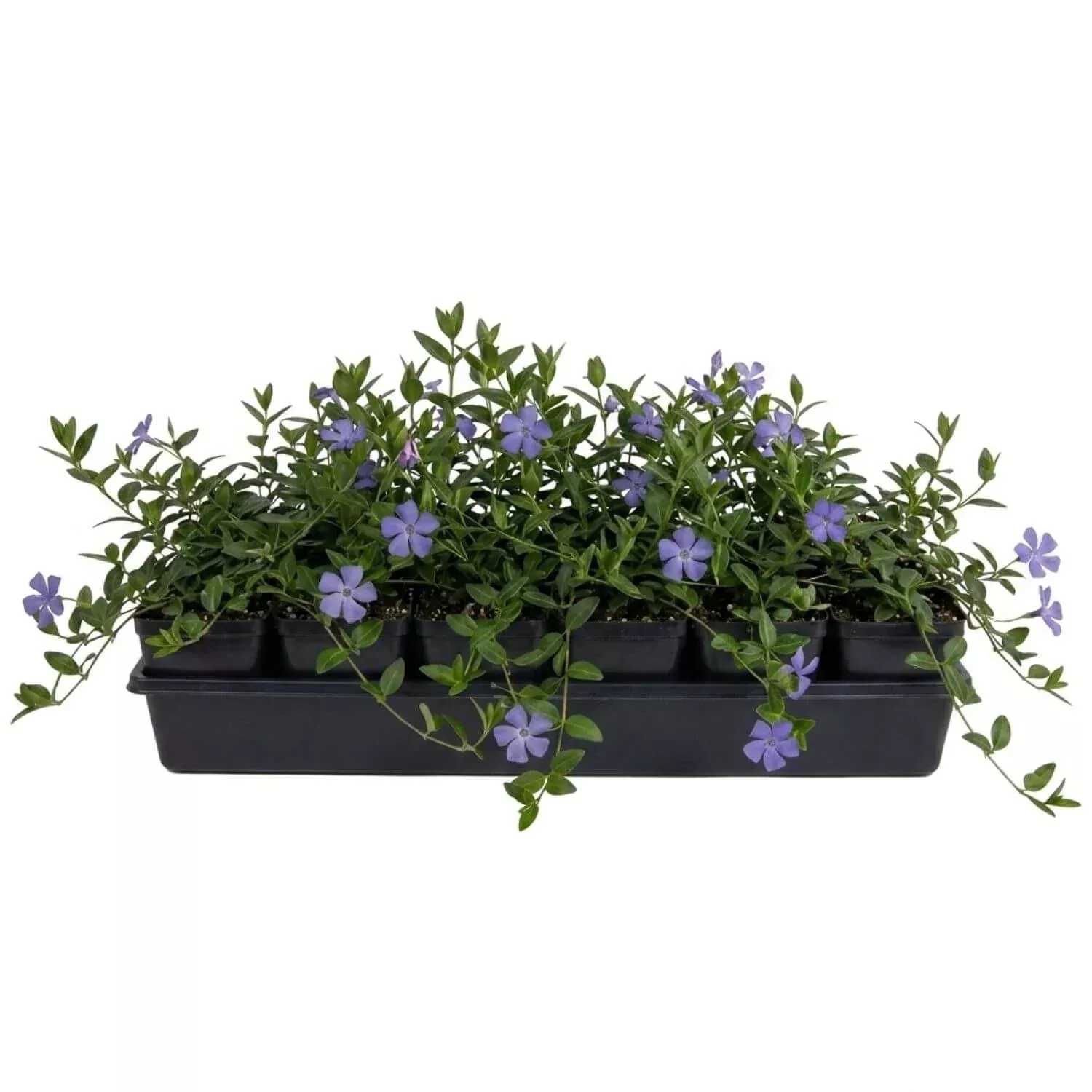 Vinca Minor 'Common Periwinkle' | 3" pots - 18 pack tray