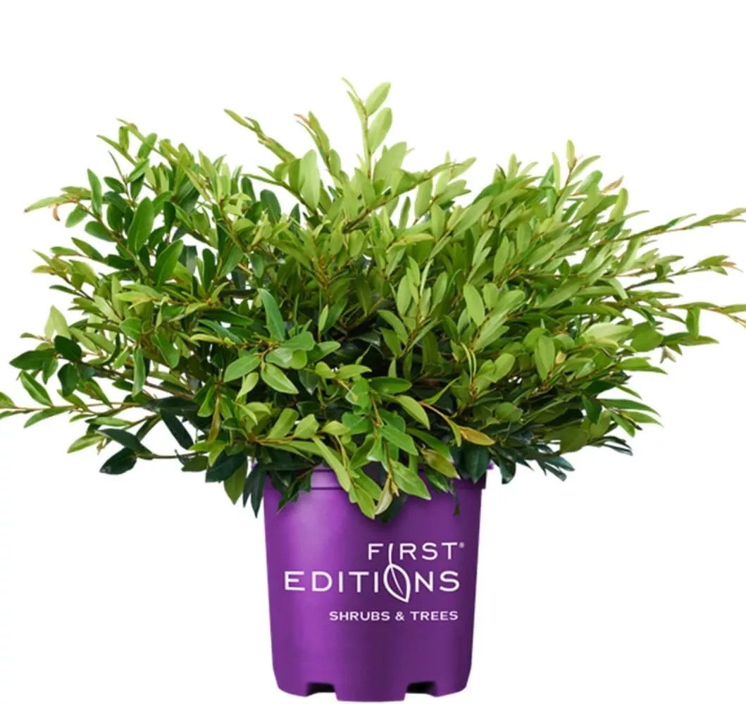Vintage Jade Distylium