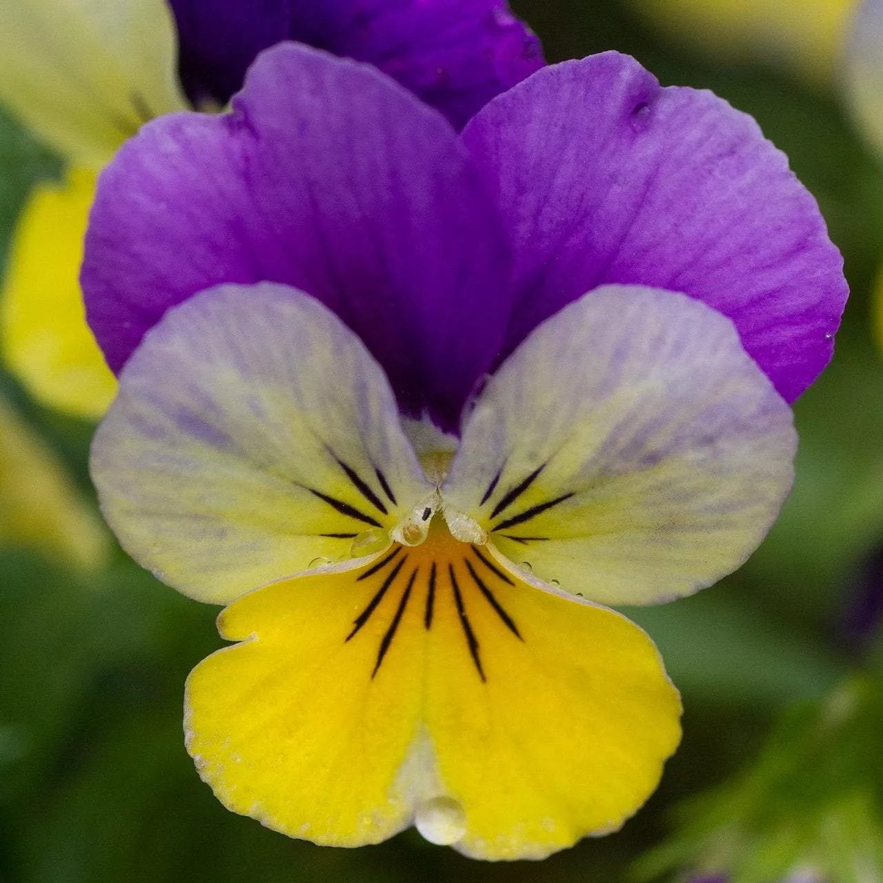 Viola Seeds - Johnny Jump-up