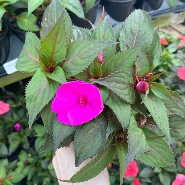Violet Sunpatiens Plants