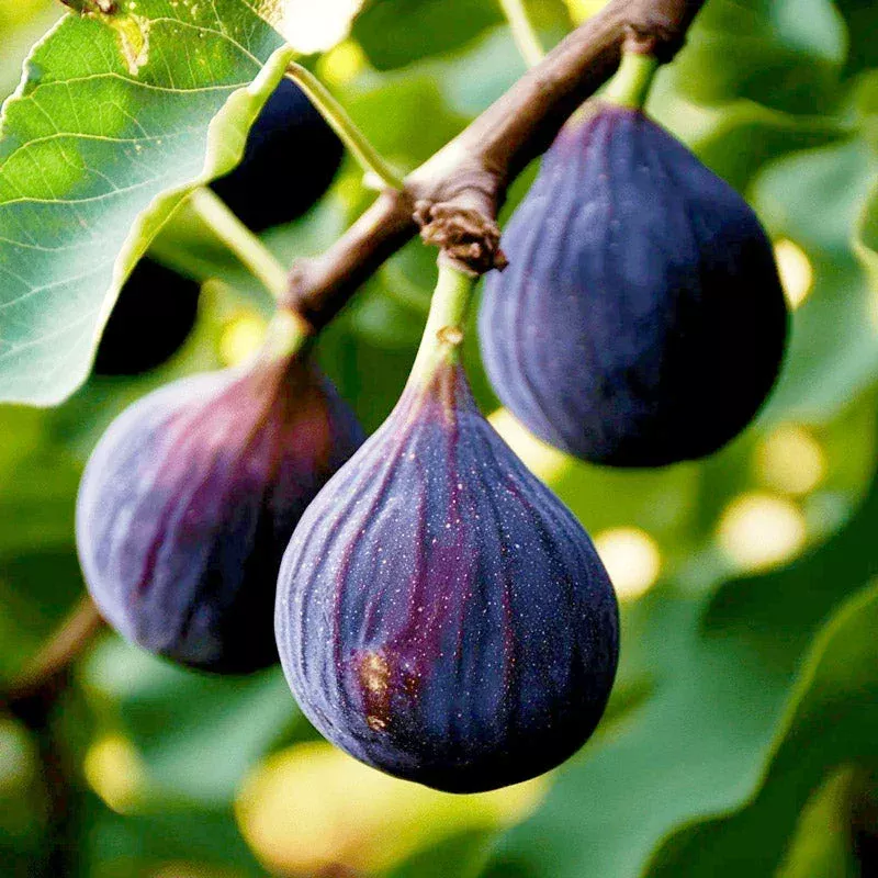 Violette de Bordeaux Potted Fig Tree