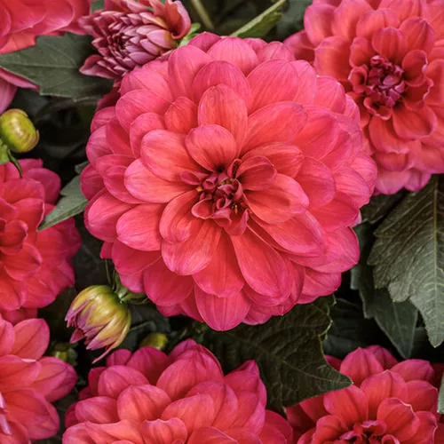 Virtuoso Rad Raz Dahlia