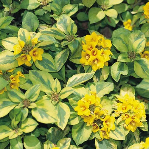 Waikiki Sunset™ Lysimachia
