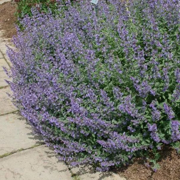 Walker’s Low Catmint