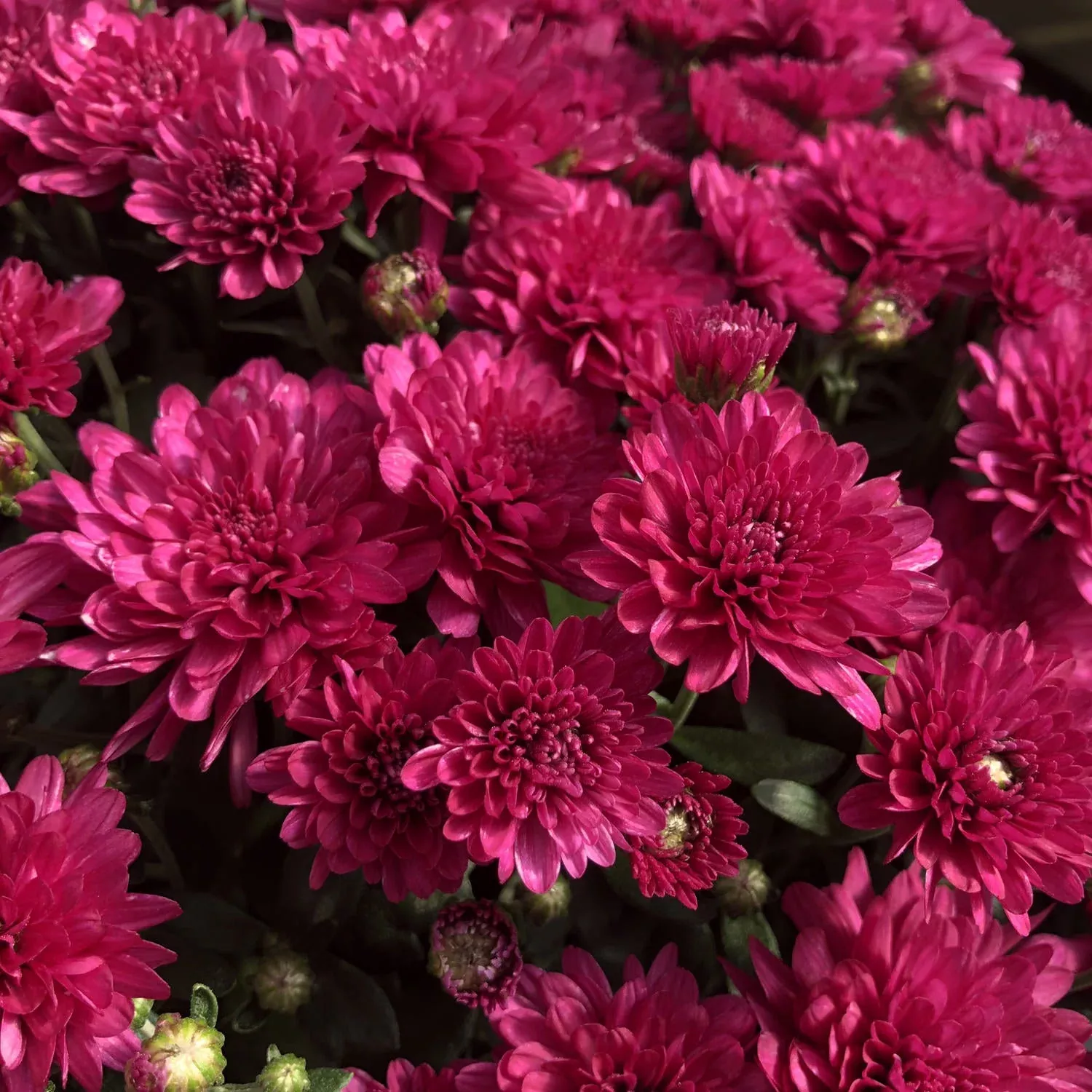 Wanda Purple' Garden Mum (Chrysanthemum)