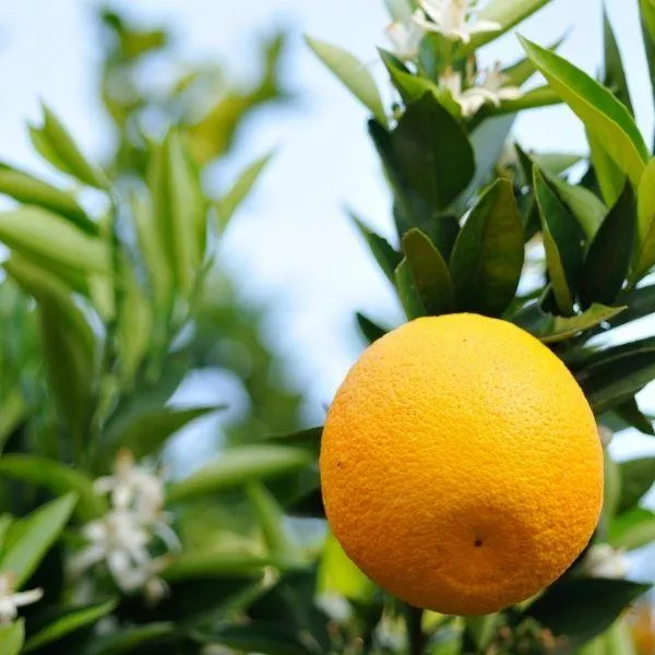 Washington Navel Orange Tree