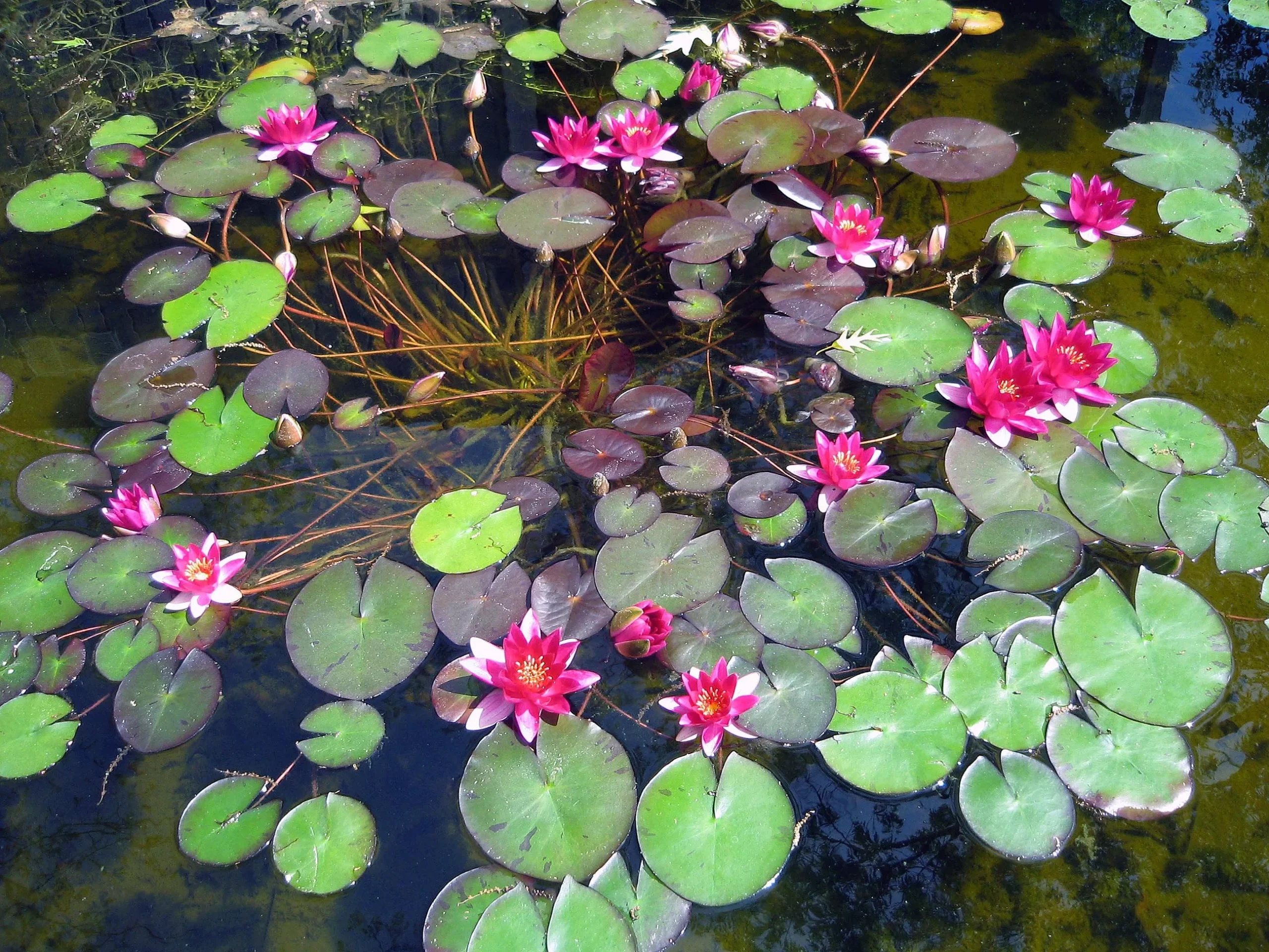 Water Lily - LAYDEKERI FULGENS