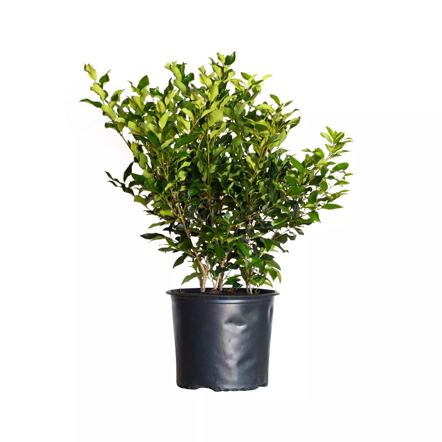 Wavy Leaf Ligustrum Recurvifolia
