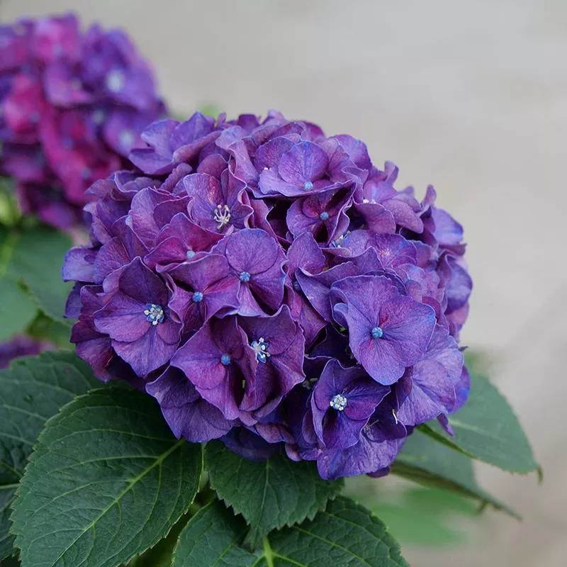 Wee Bit Grumpy Bigleaf Hydrangea