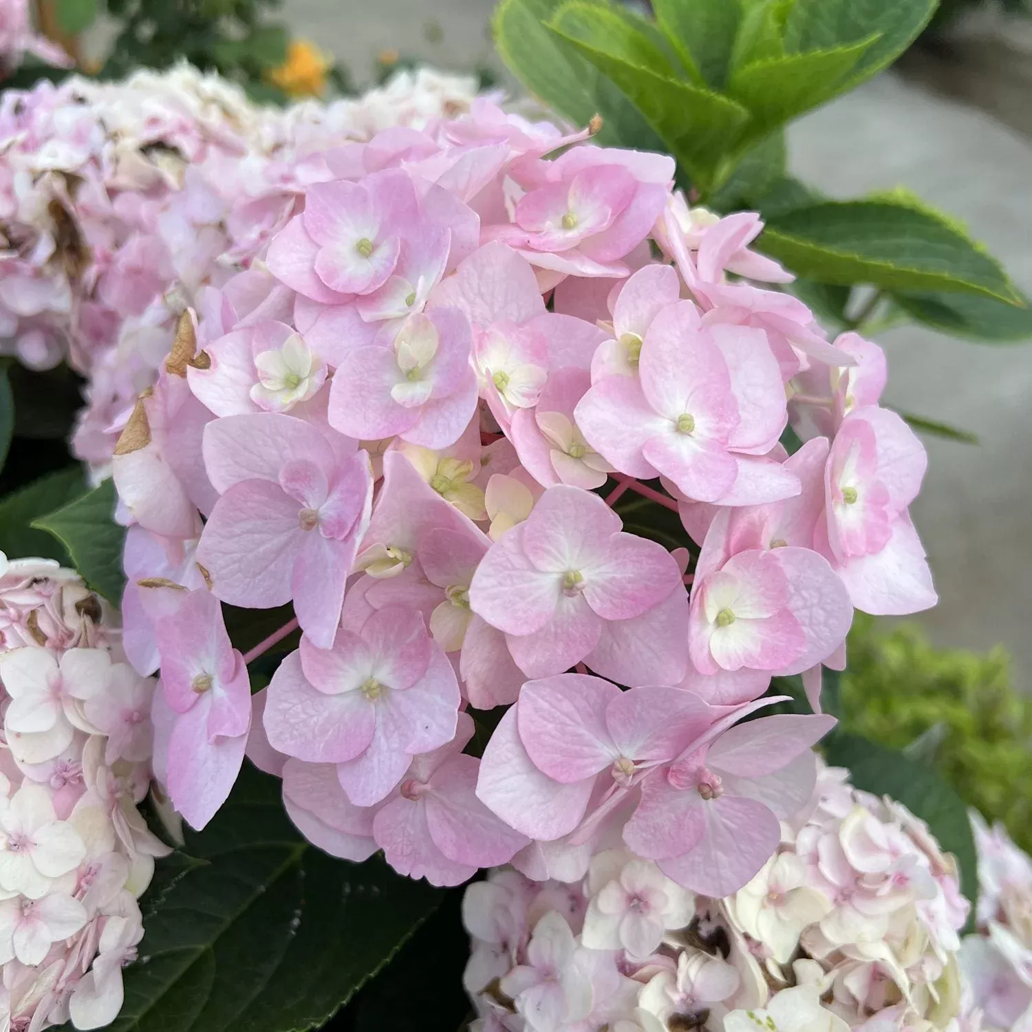 Wee Bit Innocent™ Bigleaf Hydrangea