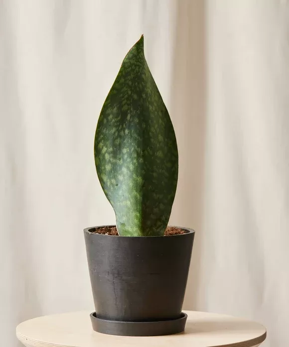 Whale Fin Sansevieria