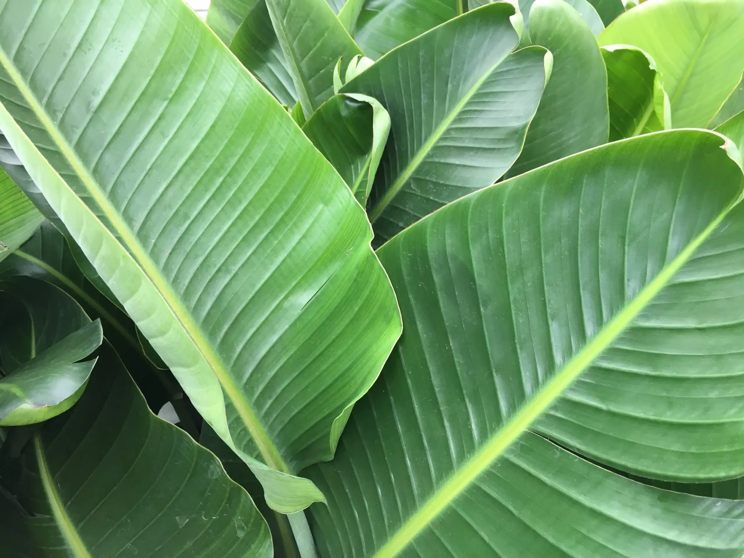 White Bird of Paradise