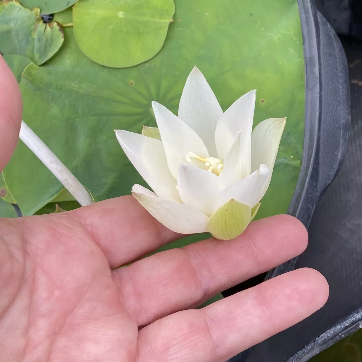 White Buddha's Hand - Classic Beauty Micro-sized!