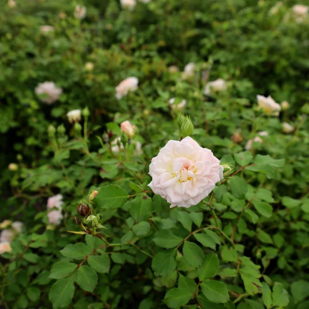 White Drift Rose