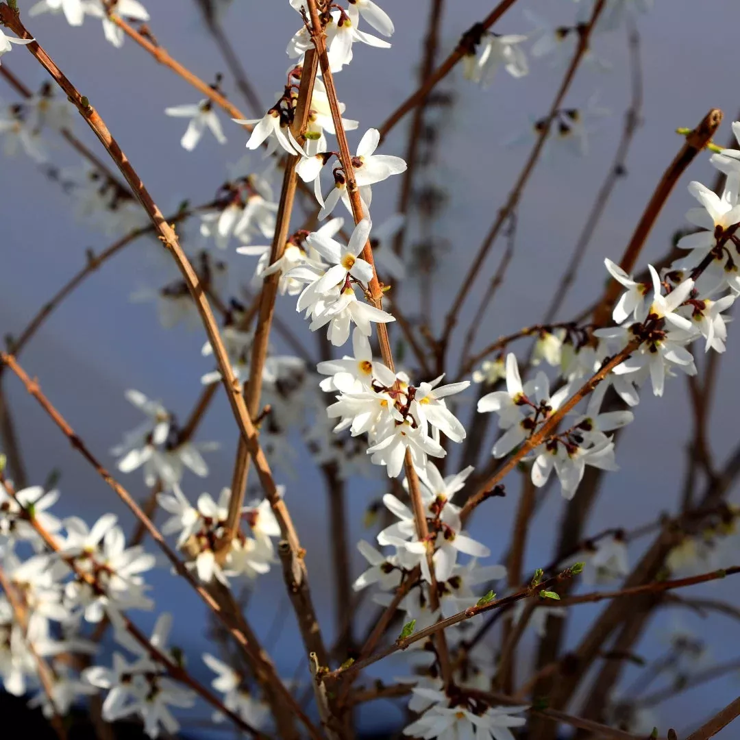 White Forsythia