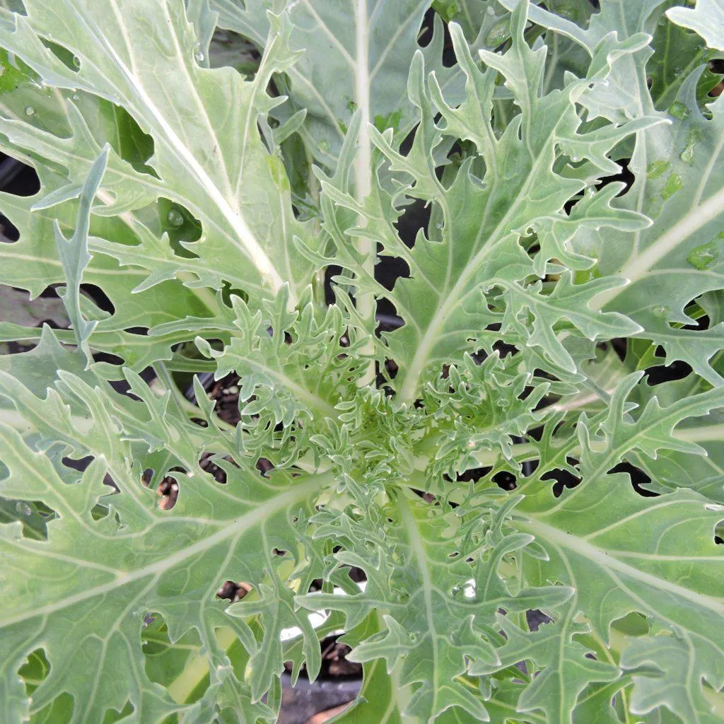 White Peacock Ornamental Kale