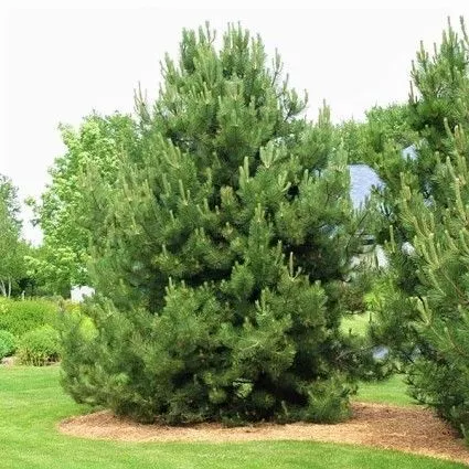 White Pine Tree