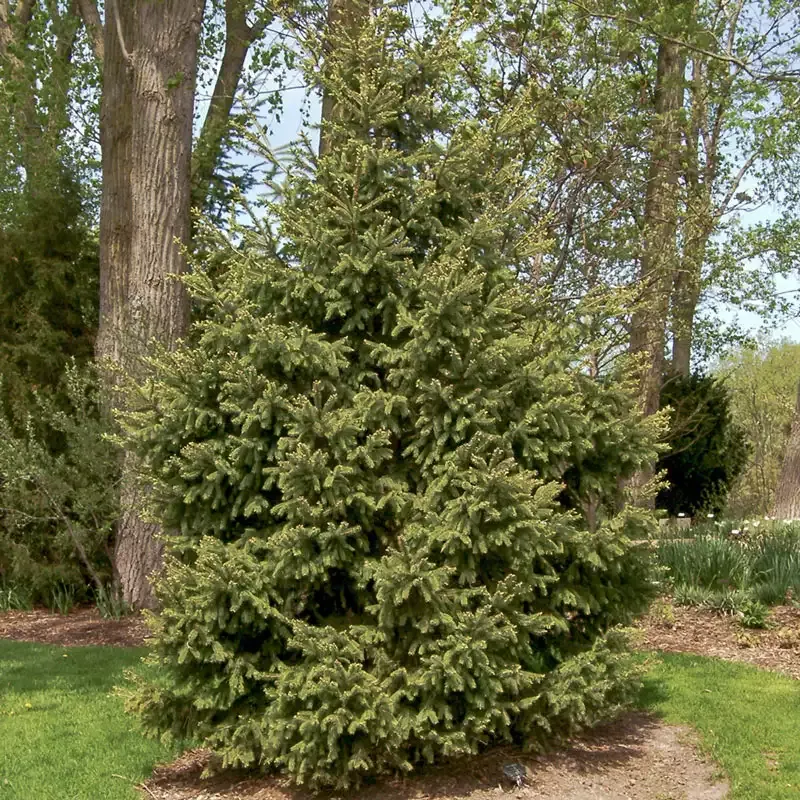 White Spruce