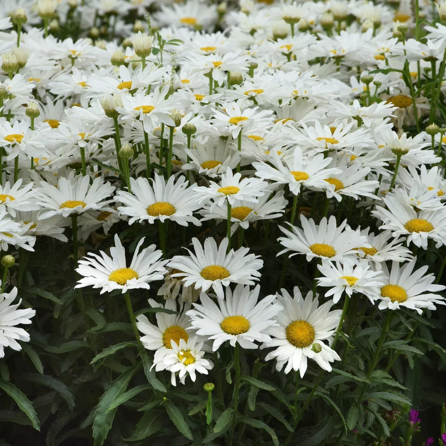 'Whitecap' Shasta Daisy (Leucanthemum)