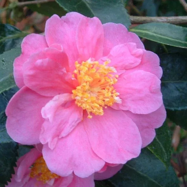 Winter's Joy Camellia