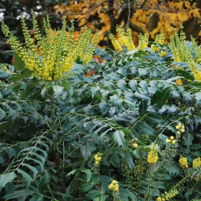 Winter Sun Mahonia