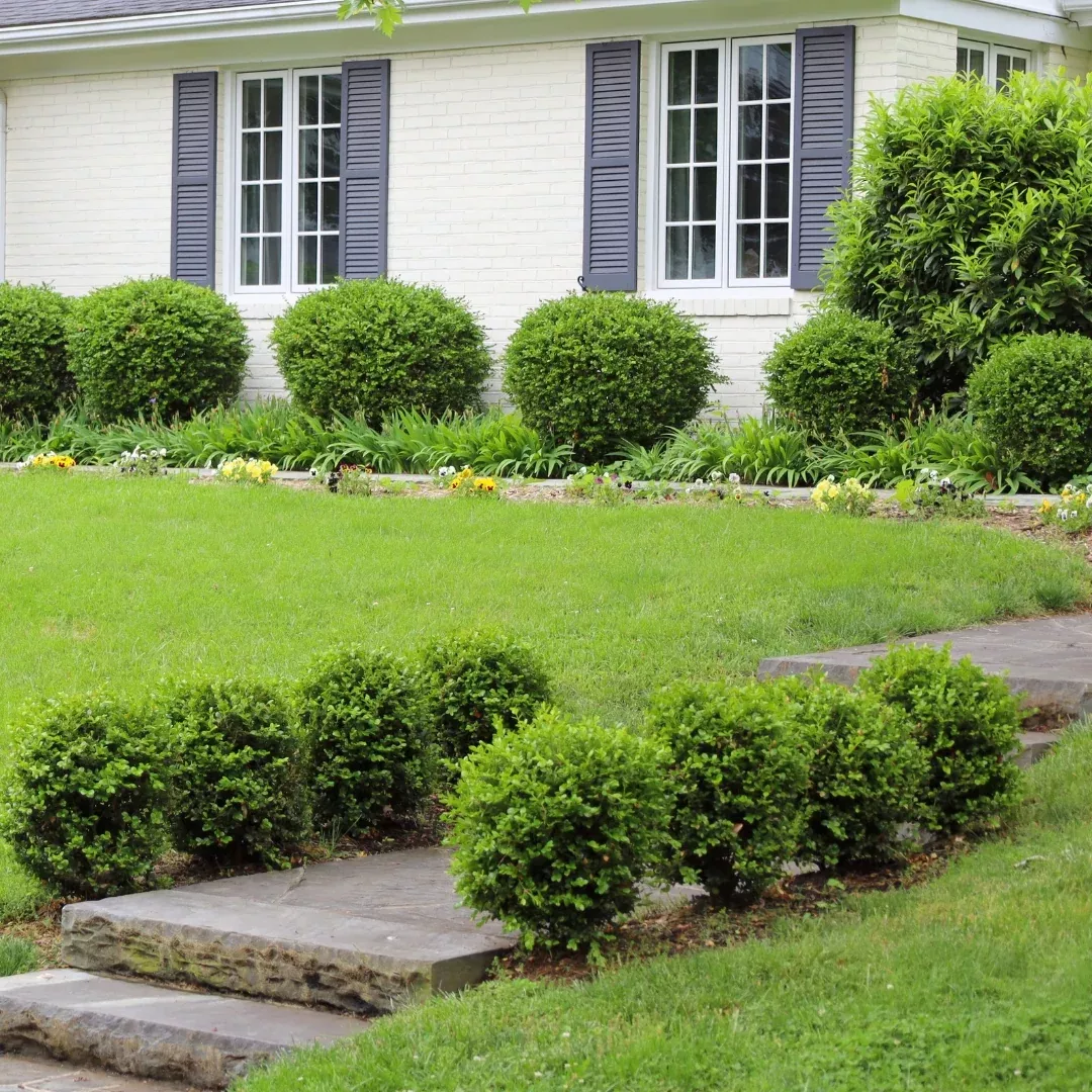 Wintergreen Boxwood