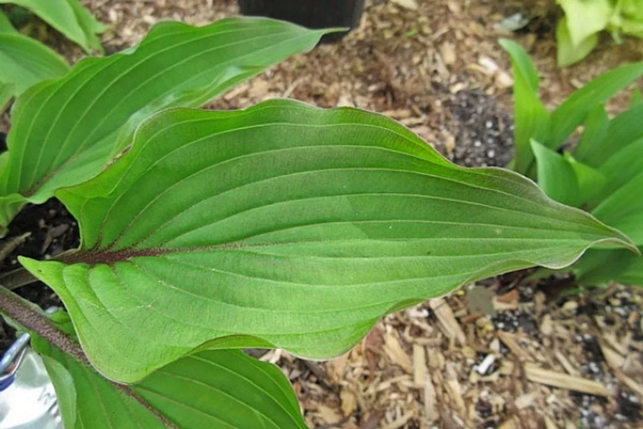 Wisconsin Red Hosta