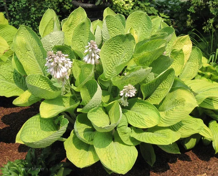 World Cup Hosta3 GALLON SIZE