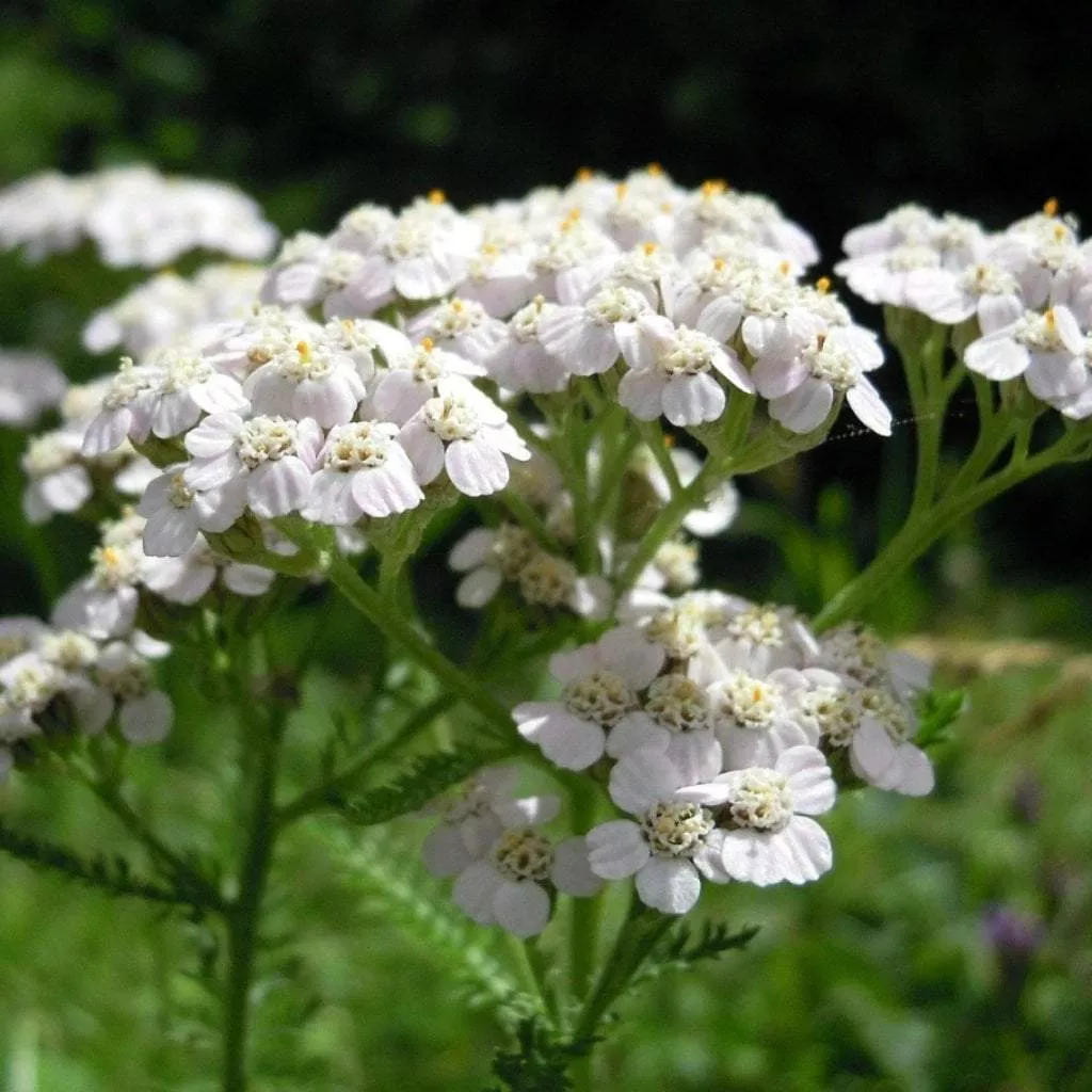 Yarrow Seeds - White