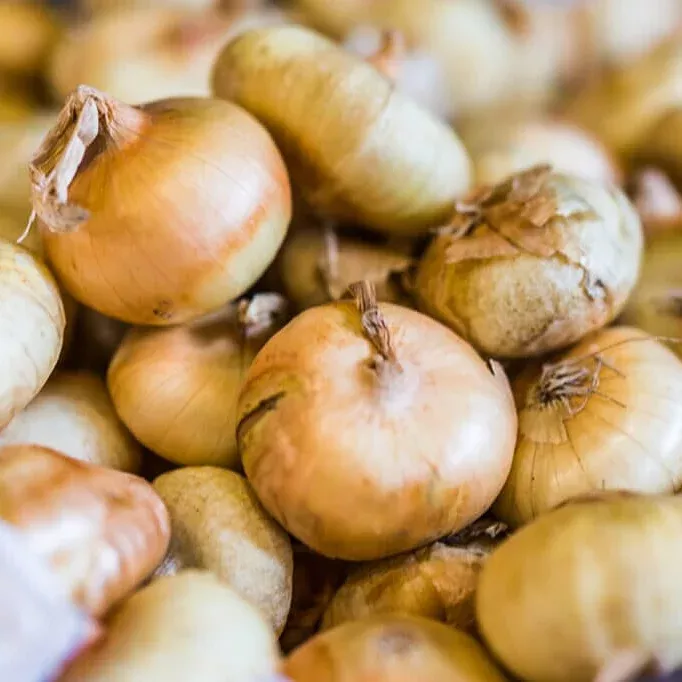 Yellow Cipollini Onion