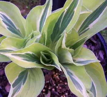 Yellow Polka Dot Bikini Hosta