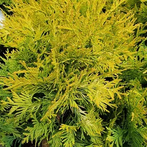Yellow Ribbon Cedar