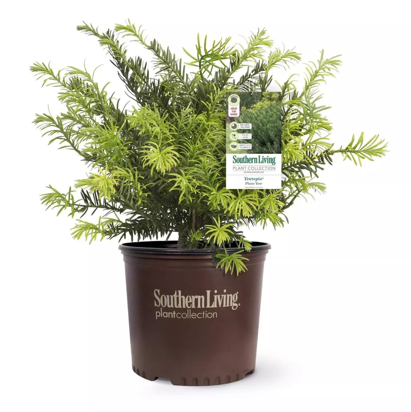 Yewtopia Plum Yew